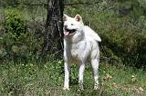 AKITA INU 404